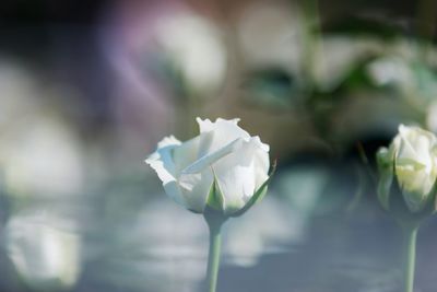 Close-up of white rose blooming outdoors