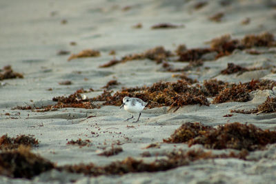 Close-up of seagulls on beach