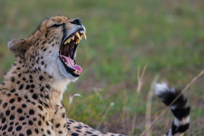 Cheetah in the wild, africa