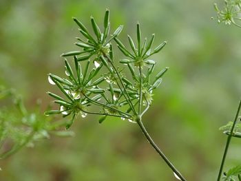 Close-up of wet plant during rainy season