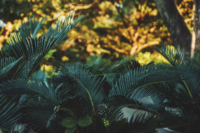 Close-up of plants growing against trees