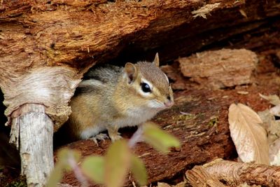 Close-up of squirrel on tree trunk