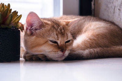 Close-up of cat sleeping