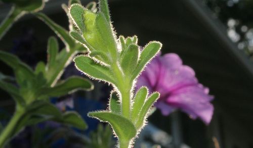 Close-up of plant