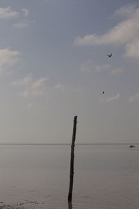 Bird flying over sea against sky