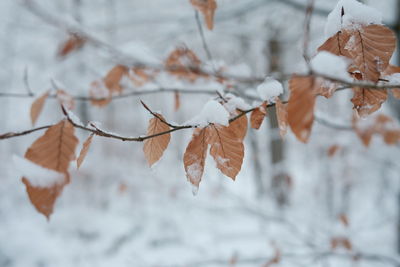 Close-up of dry leaves on tree during winter