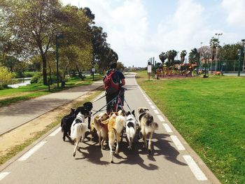 Dog walking on road