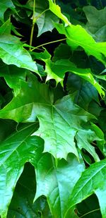 Full frame shot of green leaves