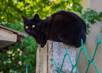 Portrait of a black cat