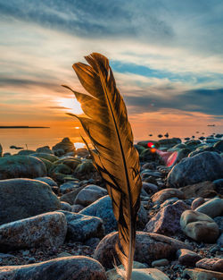 Close-up of feather on rock at beach against sky during sunset