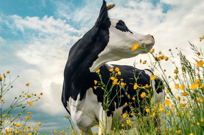 Portrait of cute  cow in pasture with yellow flowers. blue sky with white clouds 