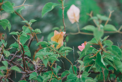 Close-up of flowering plant