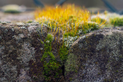 Macro pictures of bright green moss in winter moss and lichen covered stone wall.
