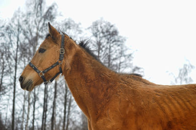 Close-up of a horse on snow