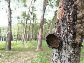 Close-up of tree trunk in forest