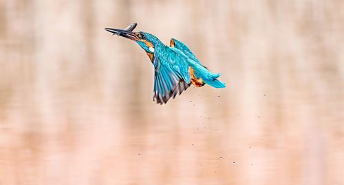 Close-up of bird flying