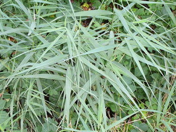 Plant growing in a park