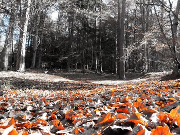 View of autumn leaves on land in forest