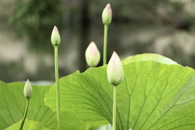 Close-up of lotus bud growing outdoors