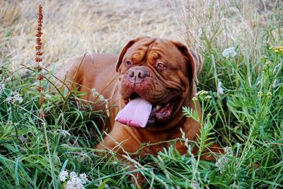 Portrait of dog lying on grass