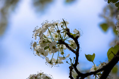 Low angle view of flowers growing on tree against sky
