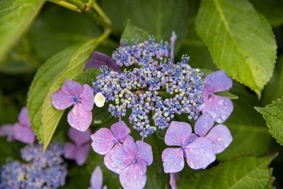 Close-up of purple hydrangea flowers