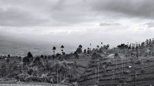 The beautiful black and white landscape on the hill looks tall and big trees on the mountain