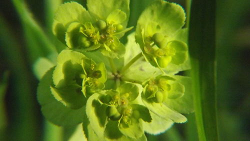 Close-up of green plant