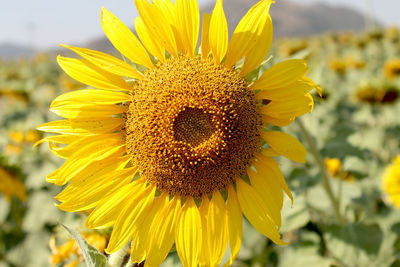 Close-up of sunflower