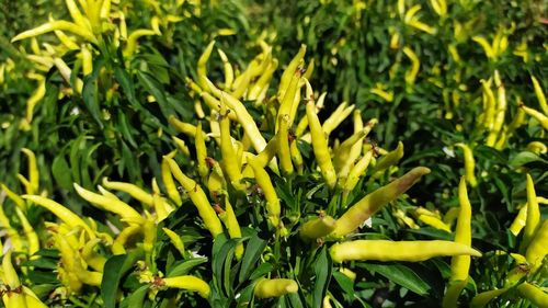 Full frame shot of fresh yellow corn field