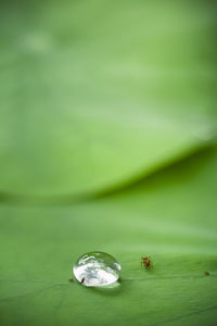 Close-up of water drop on leaf