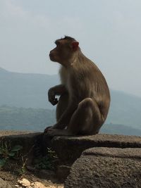 Monkey sitting on rock