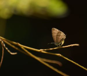 Close-up of butterfly on leaf