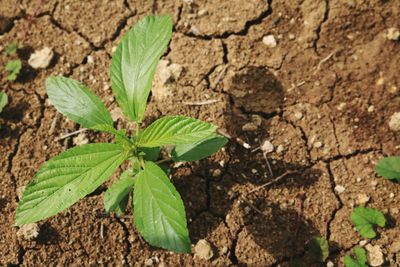High angle view of small plant growing on field