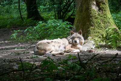 Dog relaxing on tree trunk in forest