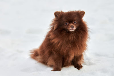 Close-up portrait of dog