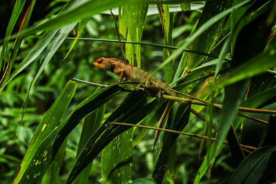 Close-up of bird perching on tree