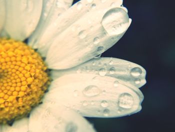 Close-up of yellow flower