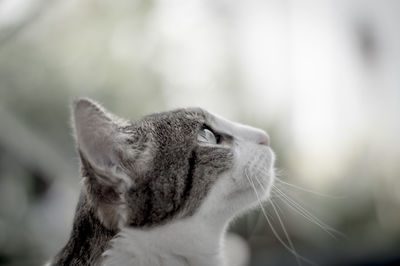 Close-up of a cat looking away