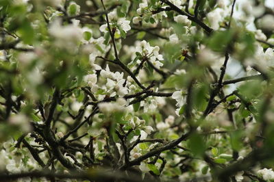 Fresh white flowers on tree