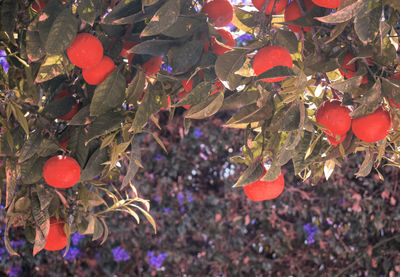 High angle view of red berries growing on tree