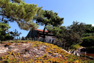 House amidst trees and plants against sky