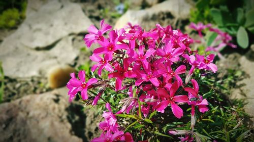 Close-up of pink bougainvillea blooming outdoors