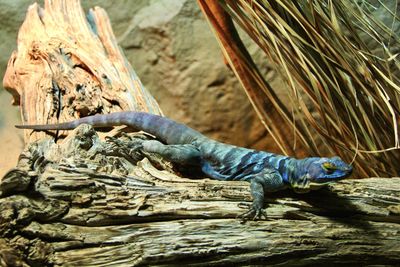 View of animal on rock