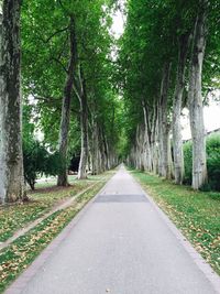 Empty road along trees