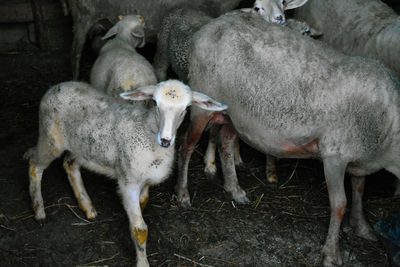 View of sheep on field