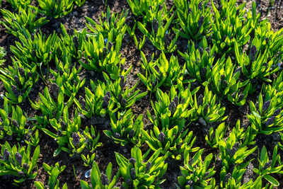 Full frame shot of green plants