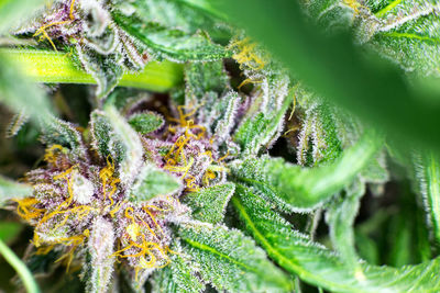 Close-up of fresh green plant