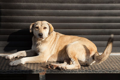 Portrait of dog sitting on steps