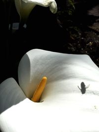 Close-up of white flower